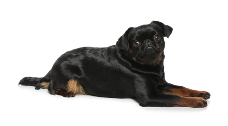 Adorable black Petit Brabancon dog lying on white background