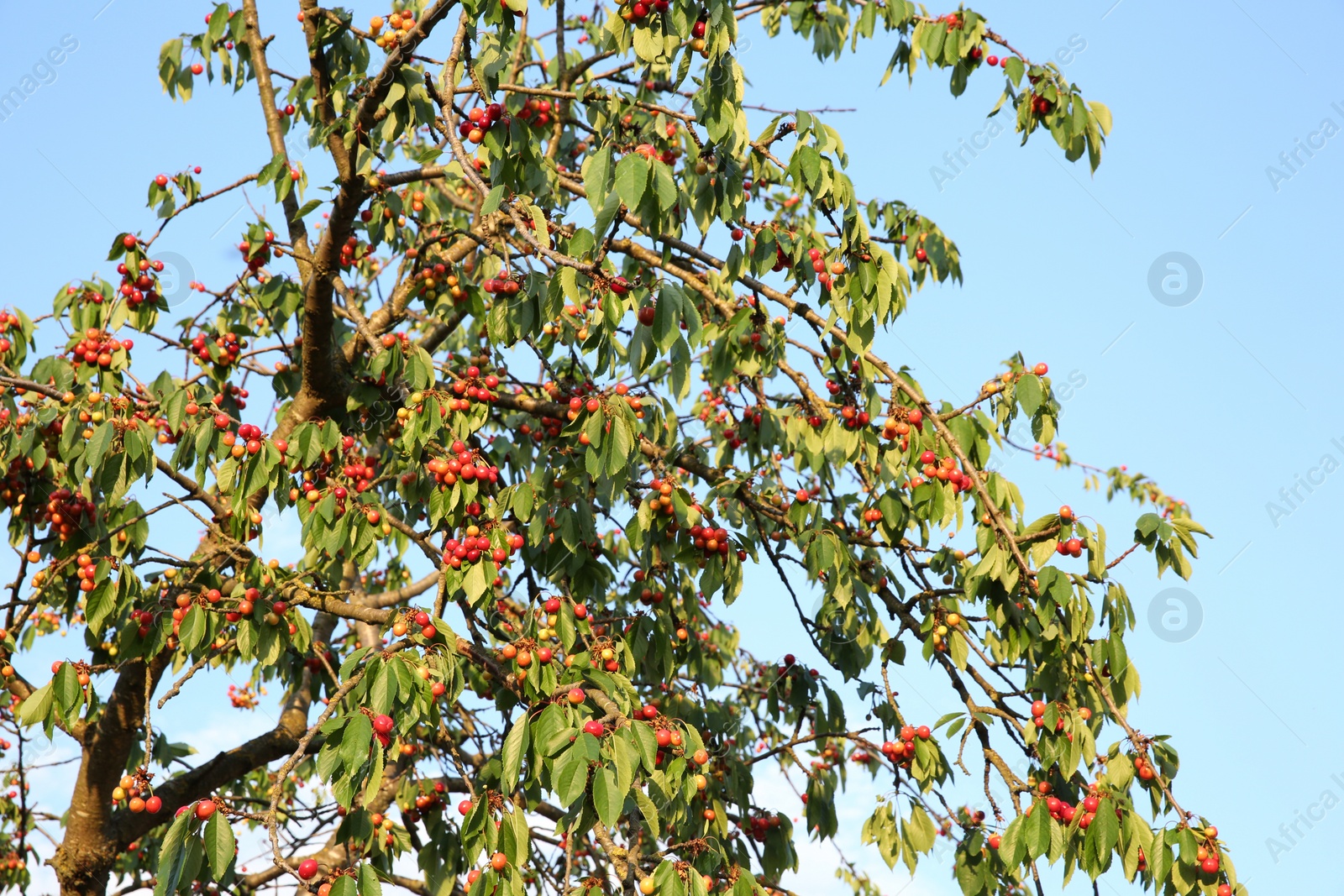 Photo of Cherry tree with green leaves and unripe berries growing outdoors