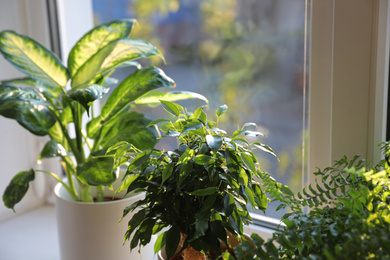 Photo of Different potted plants on window sill at home, closeup