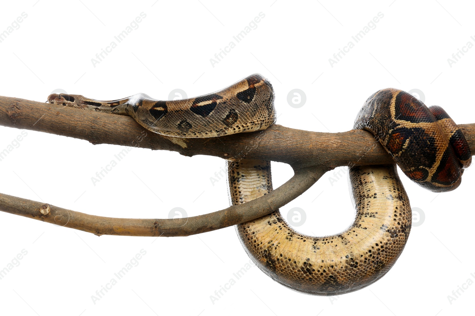 Photo of Brown boa constrictor on tree branch against white background