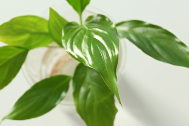 Photo of Green plant in laboratory glassware on blurred background, closeup. Biological chemistry