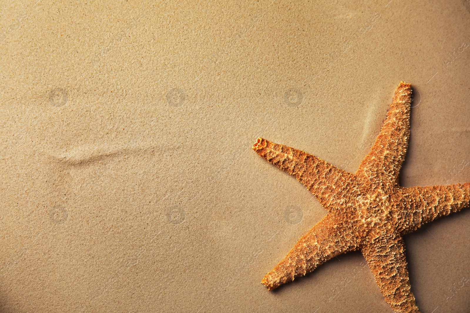 Photo of Beautiful starfish on sand, top view. Space for text