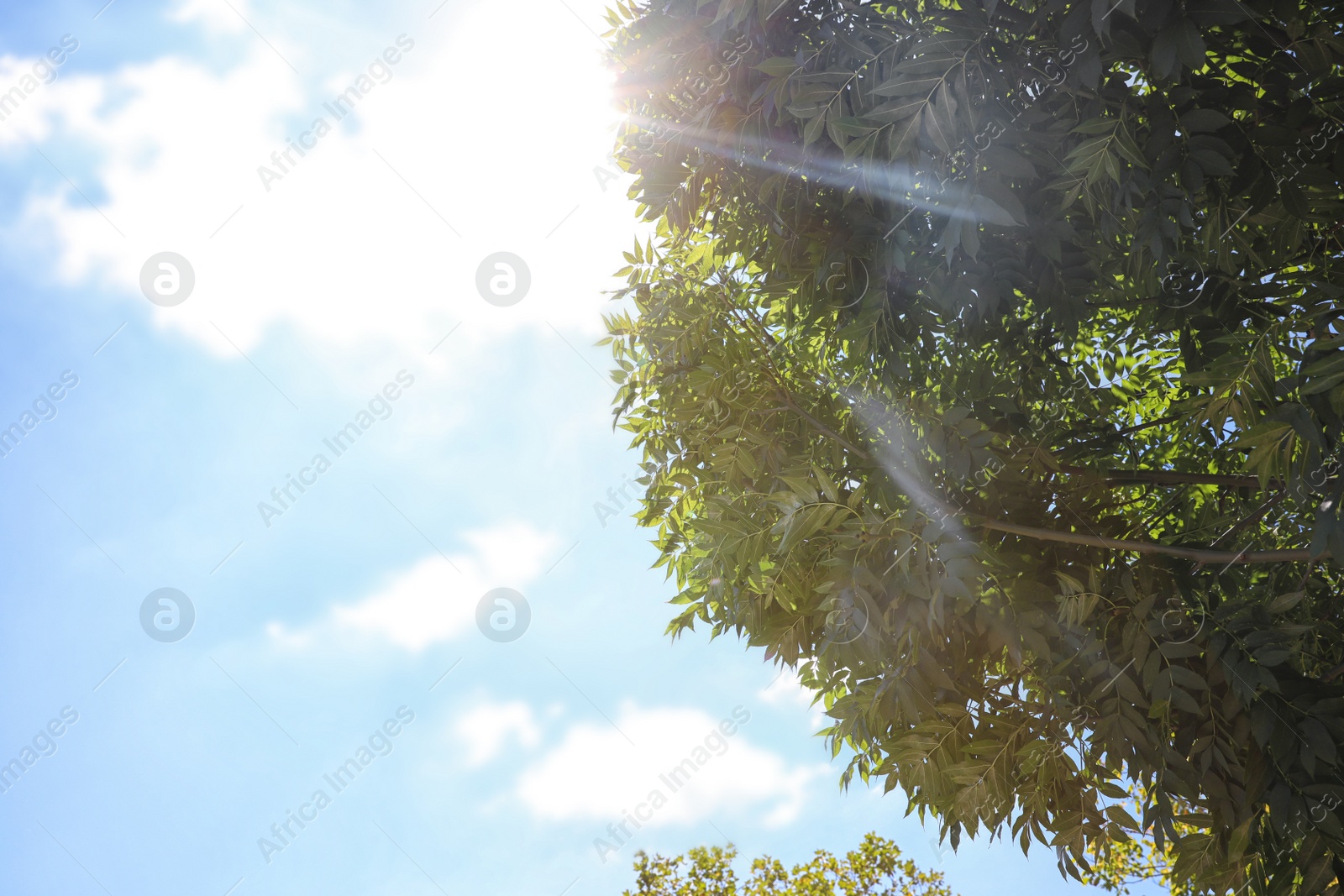 Photo of View of green tree on sunny day, closeup