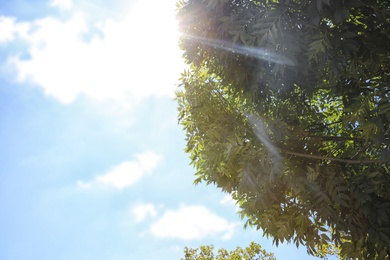 Photo of View of green tree on sunny day, closeup