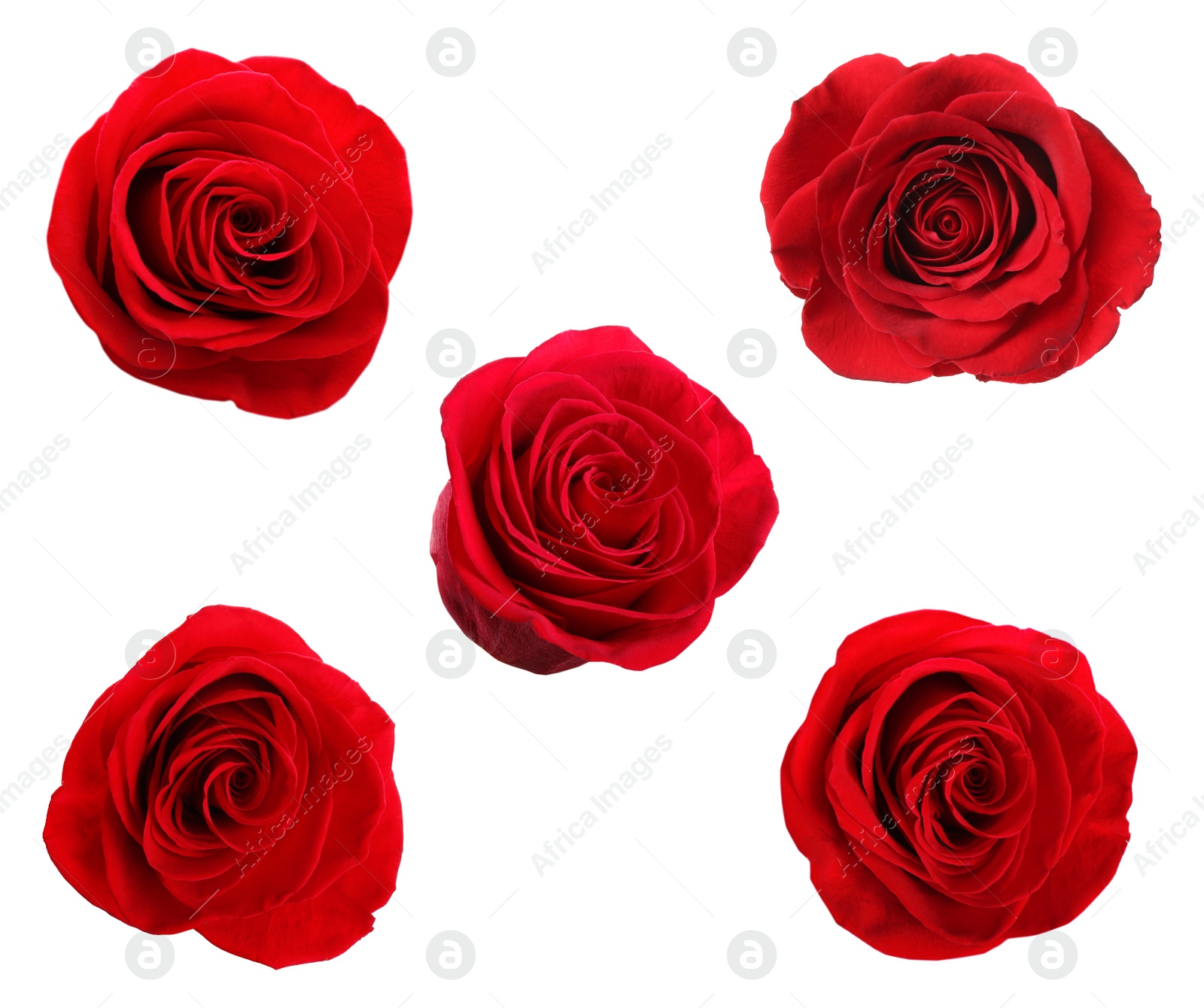 Image of Set of beautiful red roses on white background