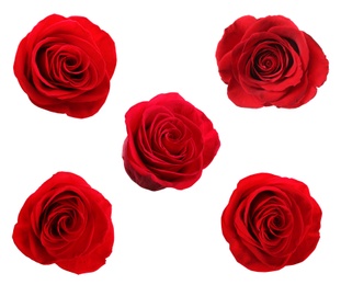 Image of Set of beautiful red roses on white background