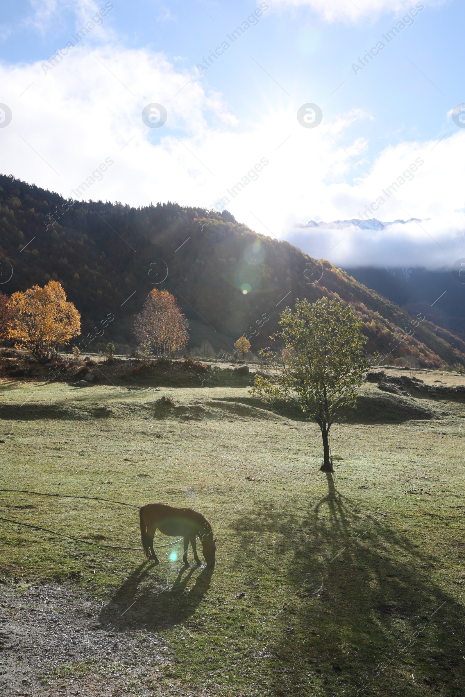 Photo of Brown horse grazing in mountains on sunny day. Beautiful pet