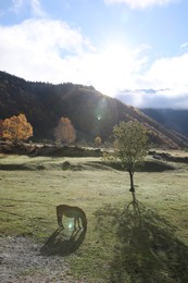 Photo of Brown horse grazing in mountains on sunny day. Beautiful pet