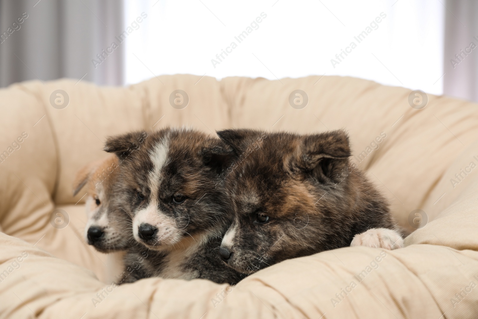 Photo of Akita inu puppies in papasan chair indoors. Cute dogs