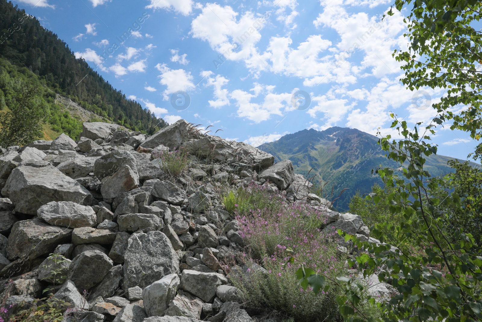 Photo of Picturesque view of wild flowers growing in mountains