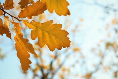 Tree in autumn park, focus on leaves. Space for text