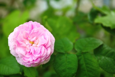 Photo of Beautiful pink rose flower in spring garden. Space for text