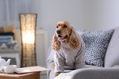 Photo of Cute Cocker Spaniel dog in knitted sweater on sofa at home. Warm and cozy winter