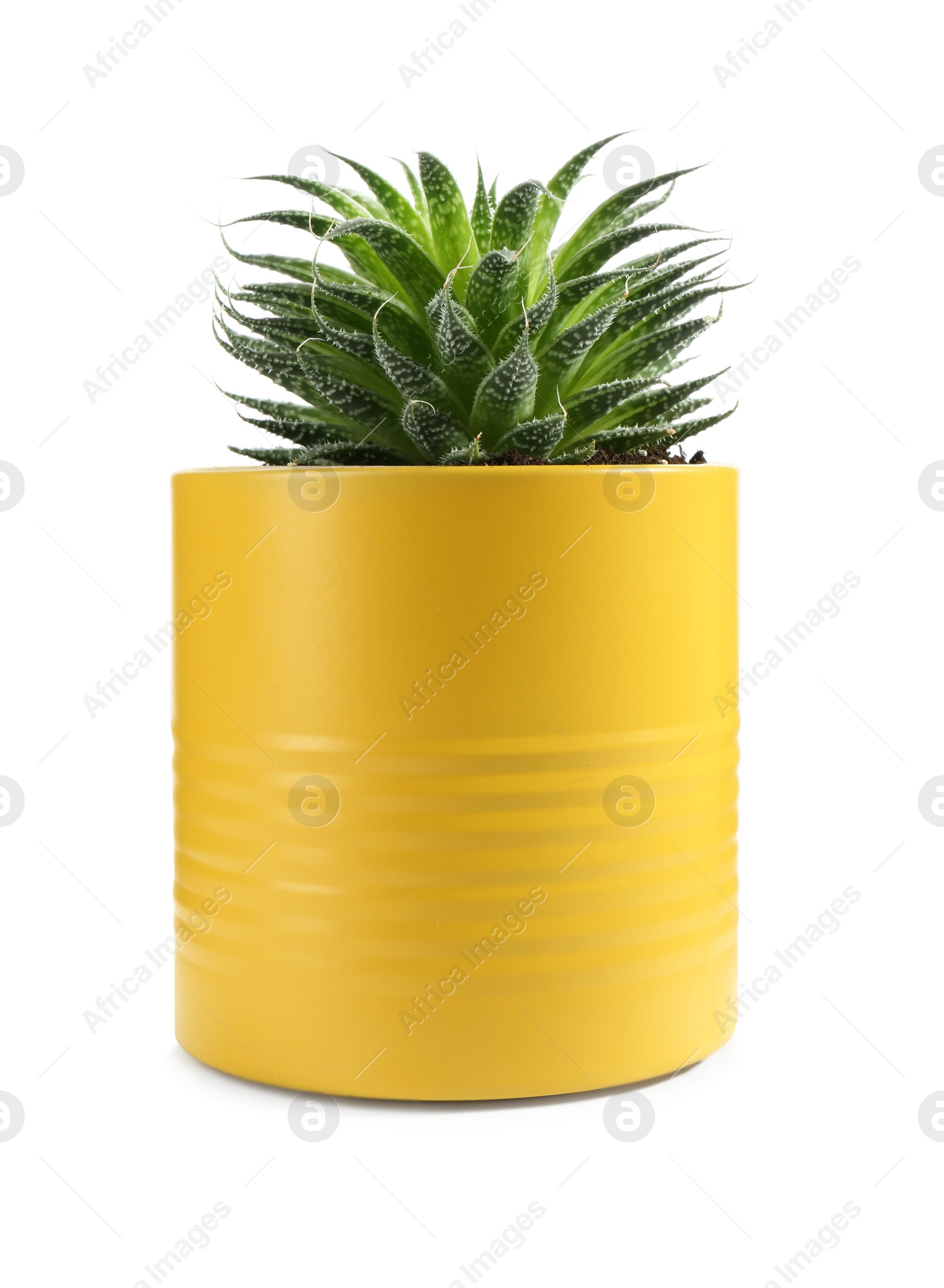 Photo of Beautiful succulent plant in painted tin can isolated on white. Home decor