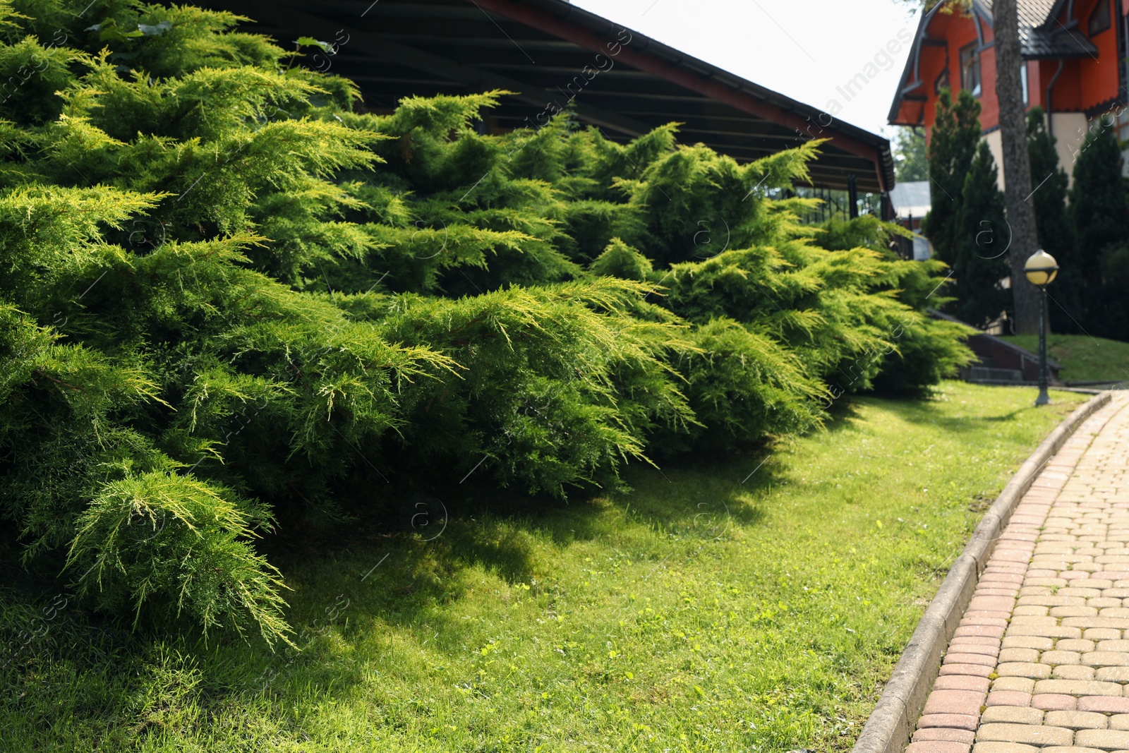 Photo of Shrubs of beautiful juniper growing outdoors. Gardening and landscaping