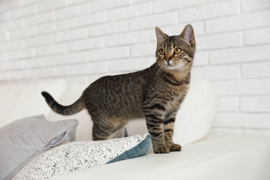 Photo of Cute tabby cat on sofa at home. Lovely pet