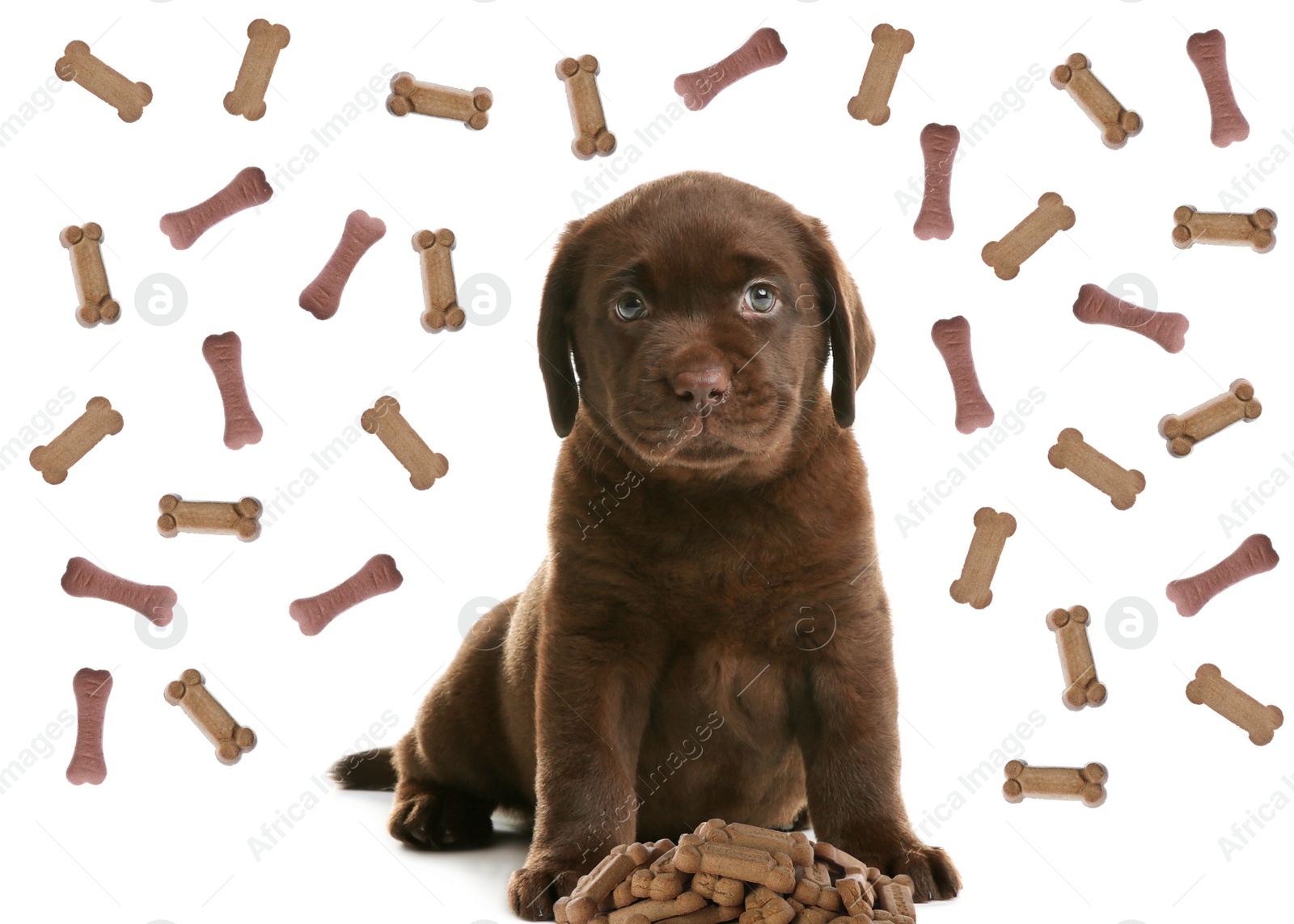 Image of Cute dog and tasty bone shaped cookies flying on white background