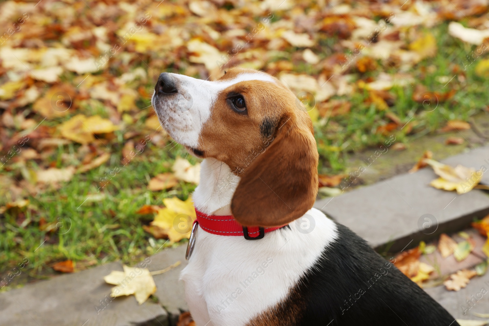 Photo of Adorable Beagle dog in stylish collar outdoors