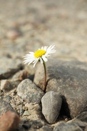 Photo of Beautiful flower growing in dry soil. Hope concept