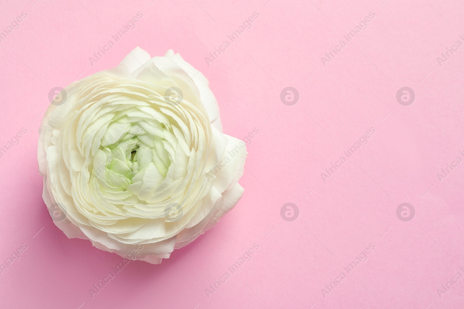 Photo of Beautiful ranunculus flower on color background