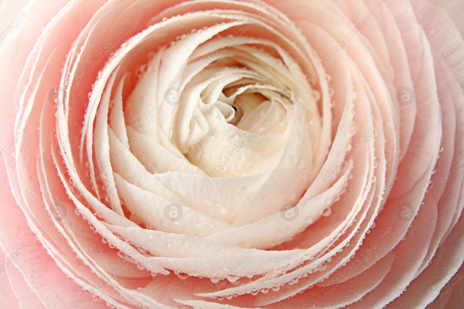 Photo of Beautiful spring ranunculus flower as background, closeup