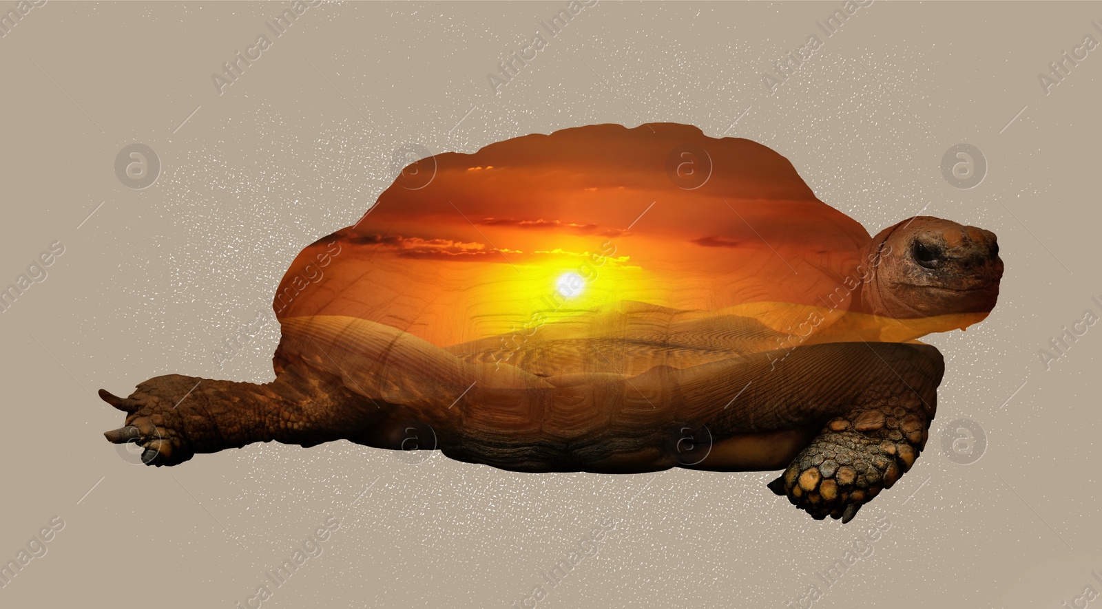 Image of Double exposure of tortoise and sandy desert. Banner design