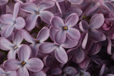 Closeup view of beautiful blossoming lilac as background