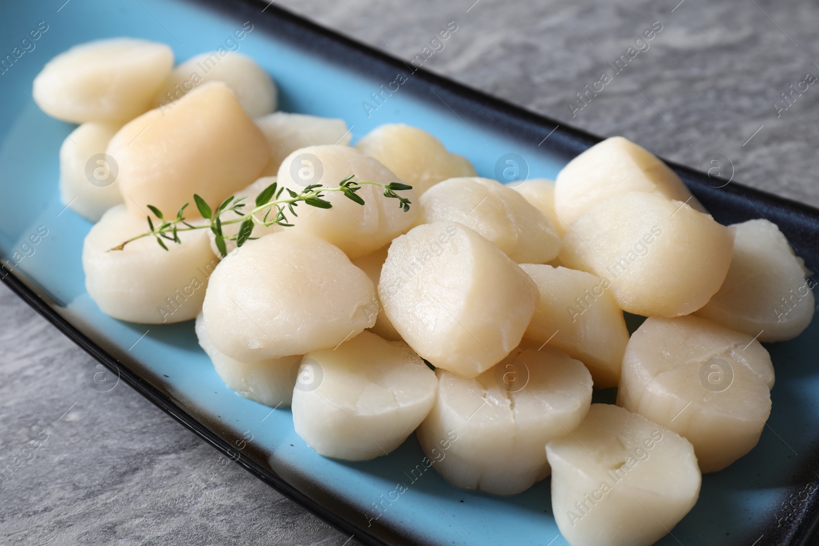 Photo of Fresh raw scallops and thyme on grey table, closeup