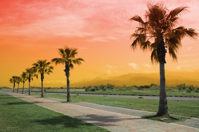 Beautiful view of tropical palm trees under bright sky, color toned