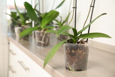 Pot with orchid plant on window sill