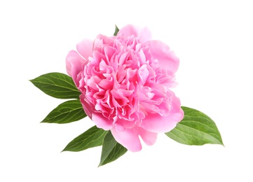 Photo of Beautiful fresh peony flower with leaves isolated on white, top view