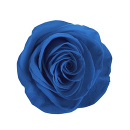 Beautiful blooming blue rose on white background