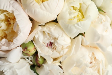 Photo of Fragrant peonies as background, closeup view. Beautiful spring flowers