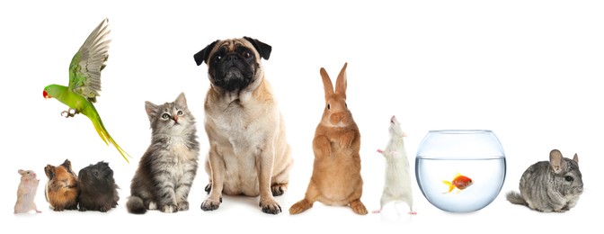 Image of Group of different domestic animals on white background, collage