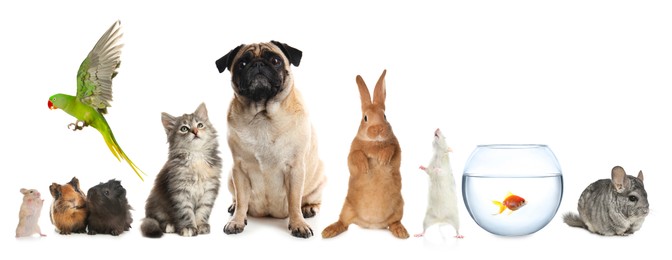 Group of different domestic animals on white background, collage