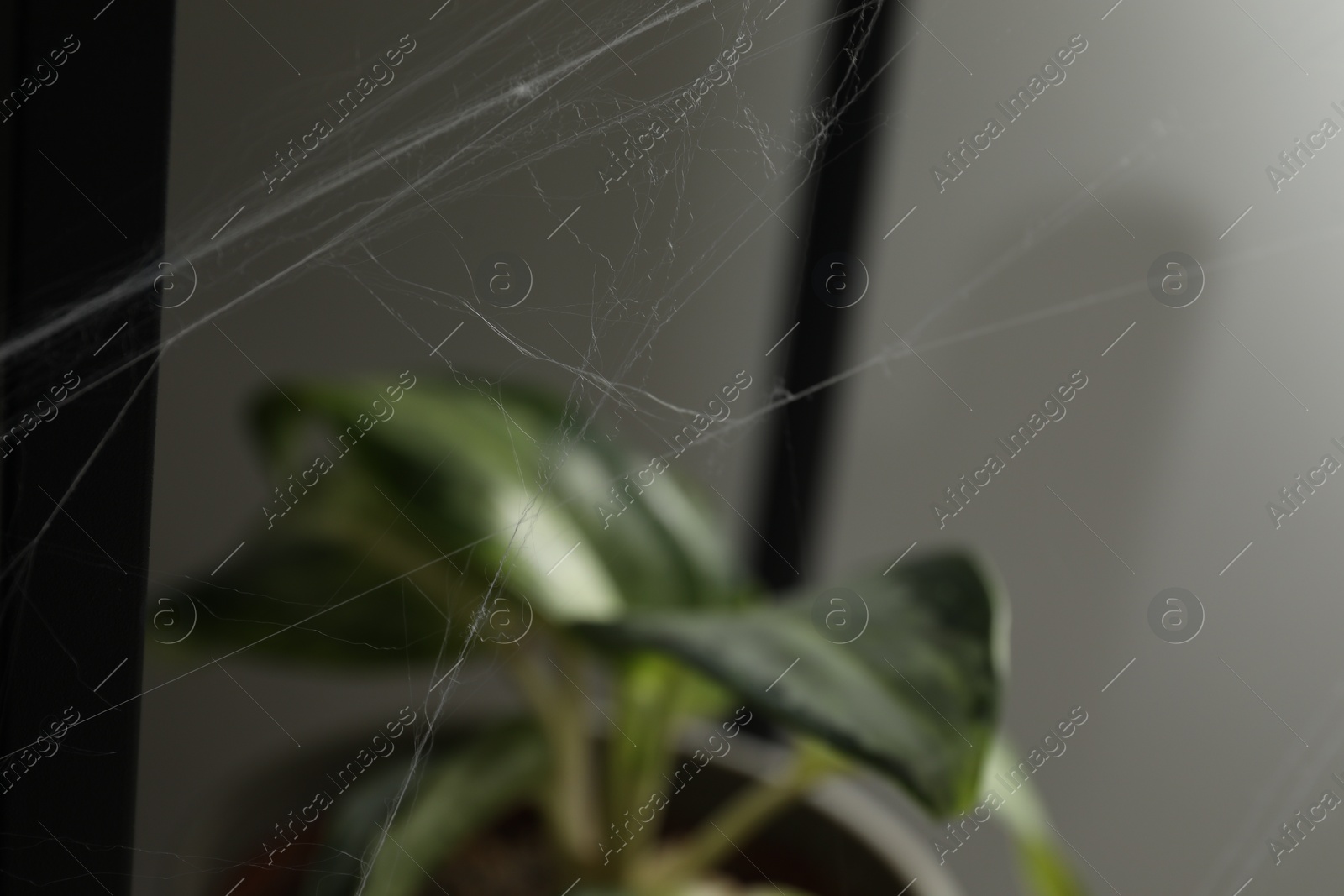 Photo of Old cobweb near houseplant in room, closeup