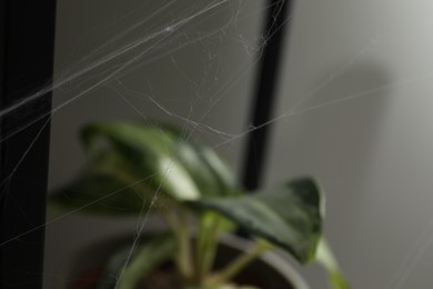 Photo of Old cobweb near houseplant in room, closeup