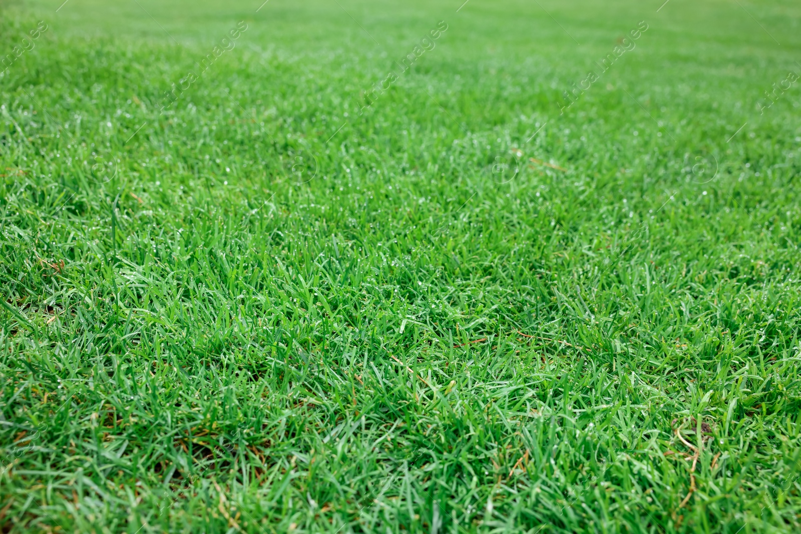 Photo of Beautiful freshly cut green lawn as background