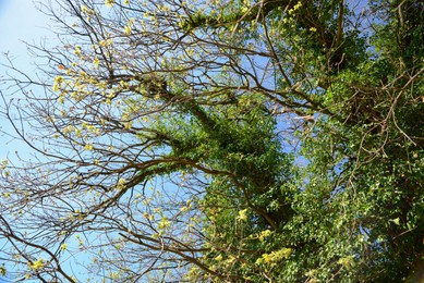 Tree overgrown with ivy vine on sunny spring day