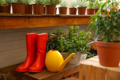 Seedlings, rubber boots and watering can indoors. Gardening tools