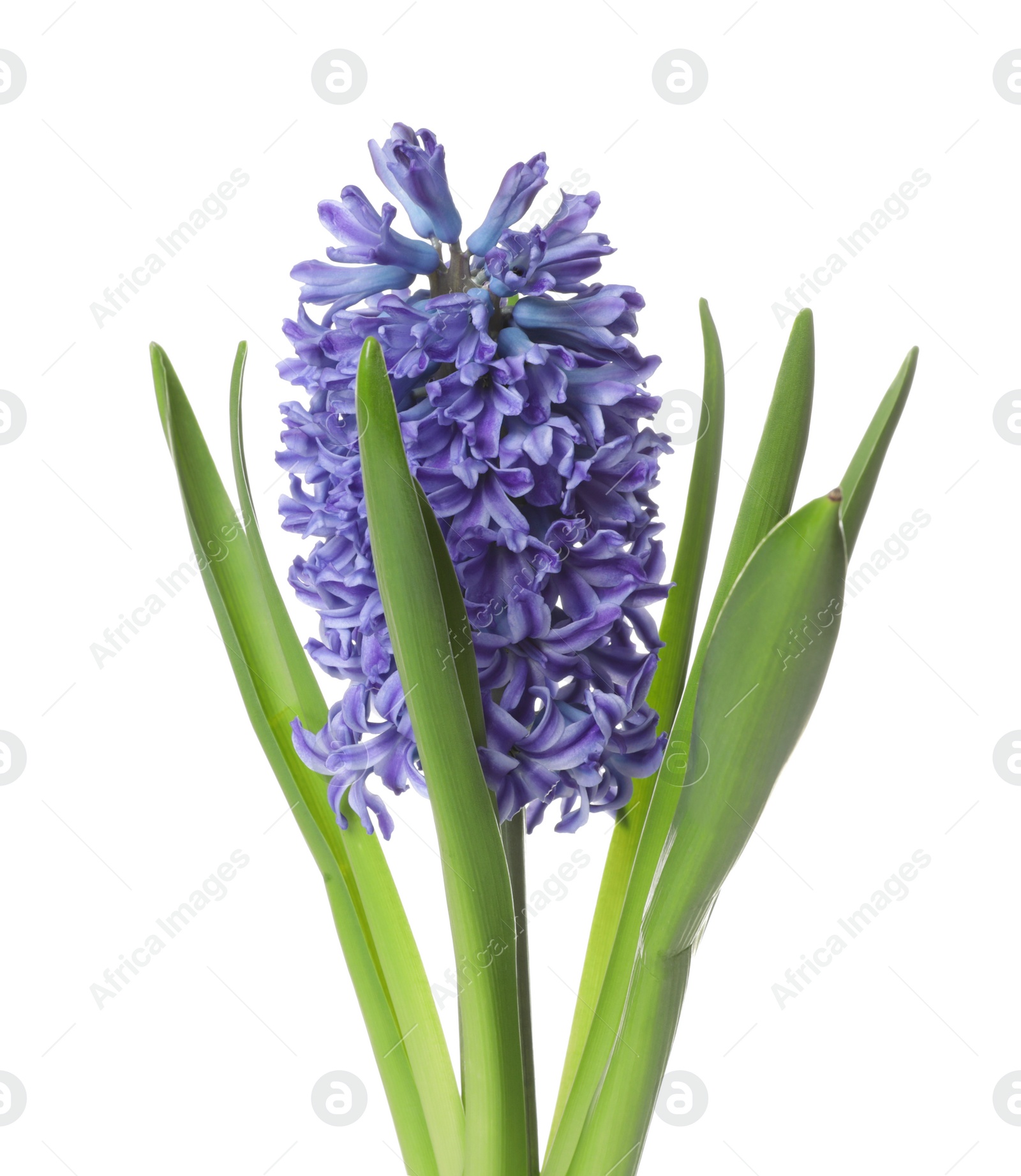 Photo of Beautiful spring hyacinth flower isolated on white