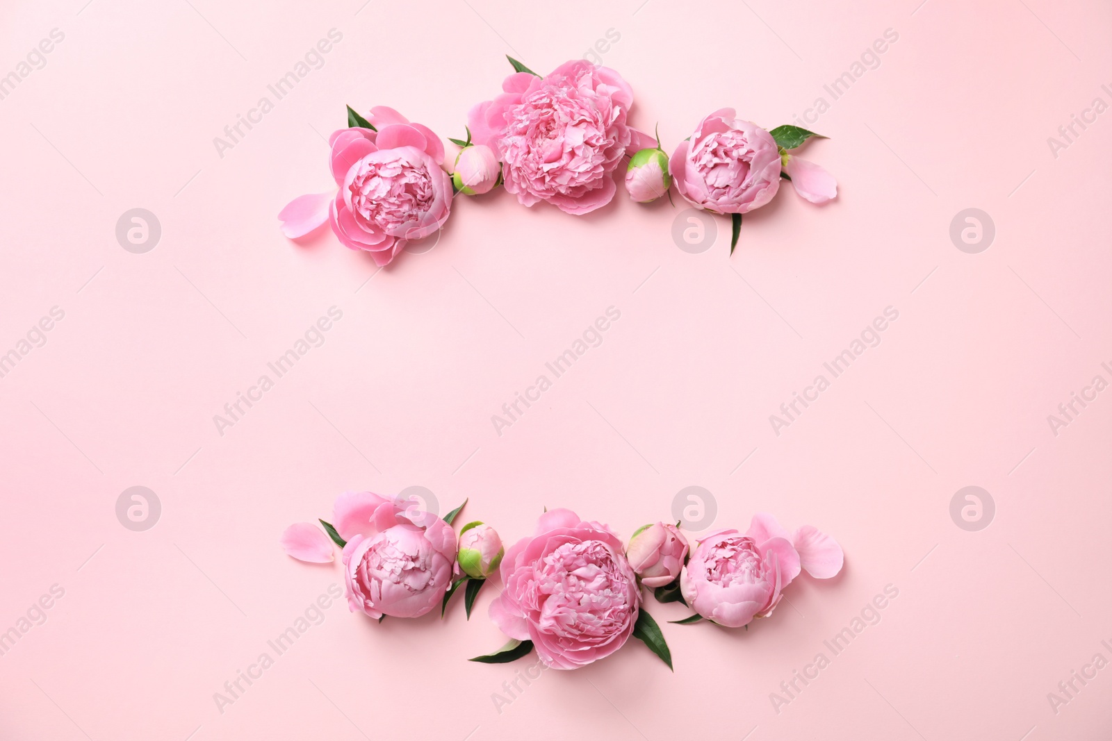 Photo of Beautiful fragrant peony flowers on color background