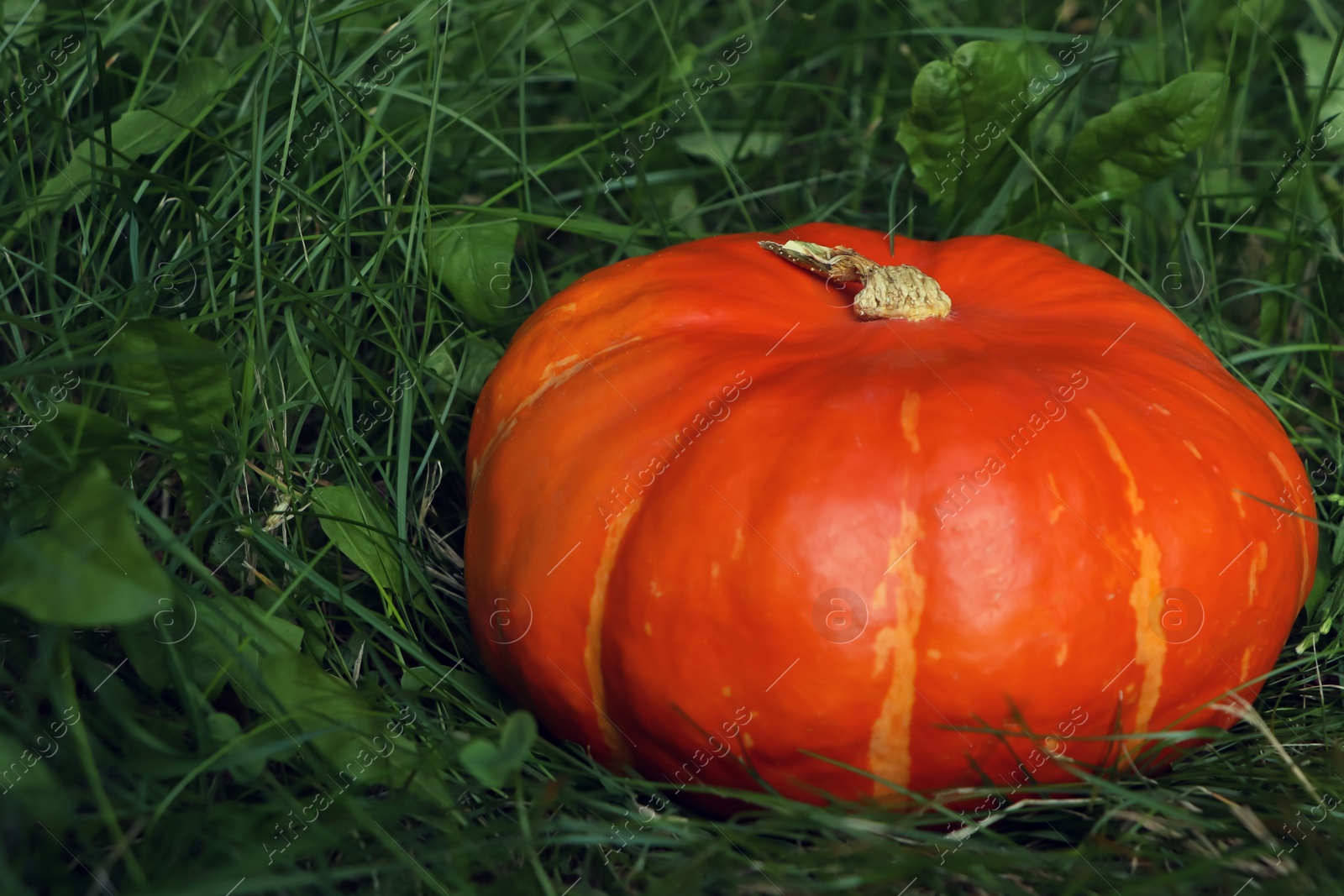 Photo of Ripe orange pumpkin among green grass outdoors, closeup. Space for text