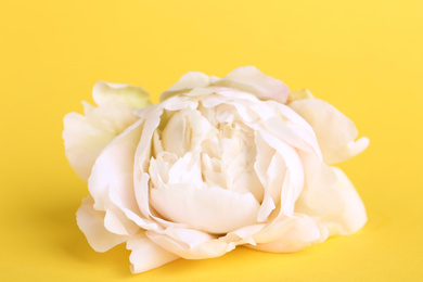 Photo of Beautiful white peony flower on yellow background, closeup