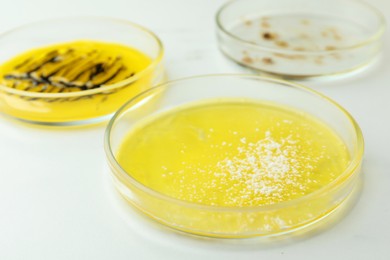 Photo of Petri dishes with bacteria colonies on white background, closeup