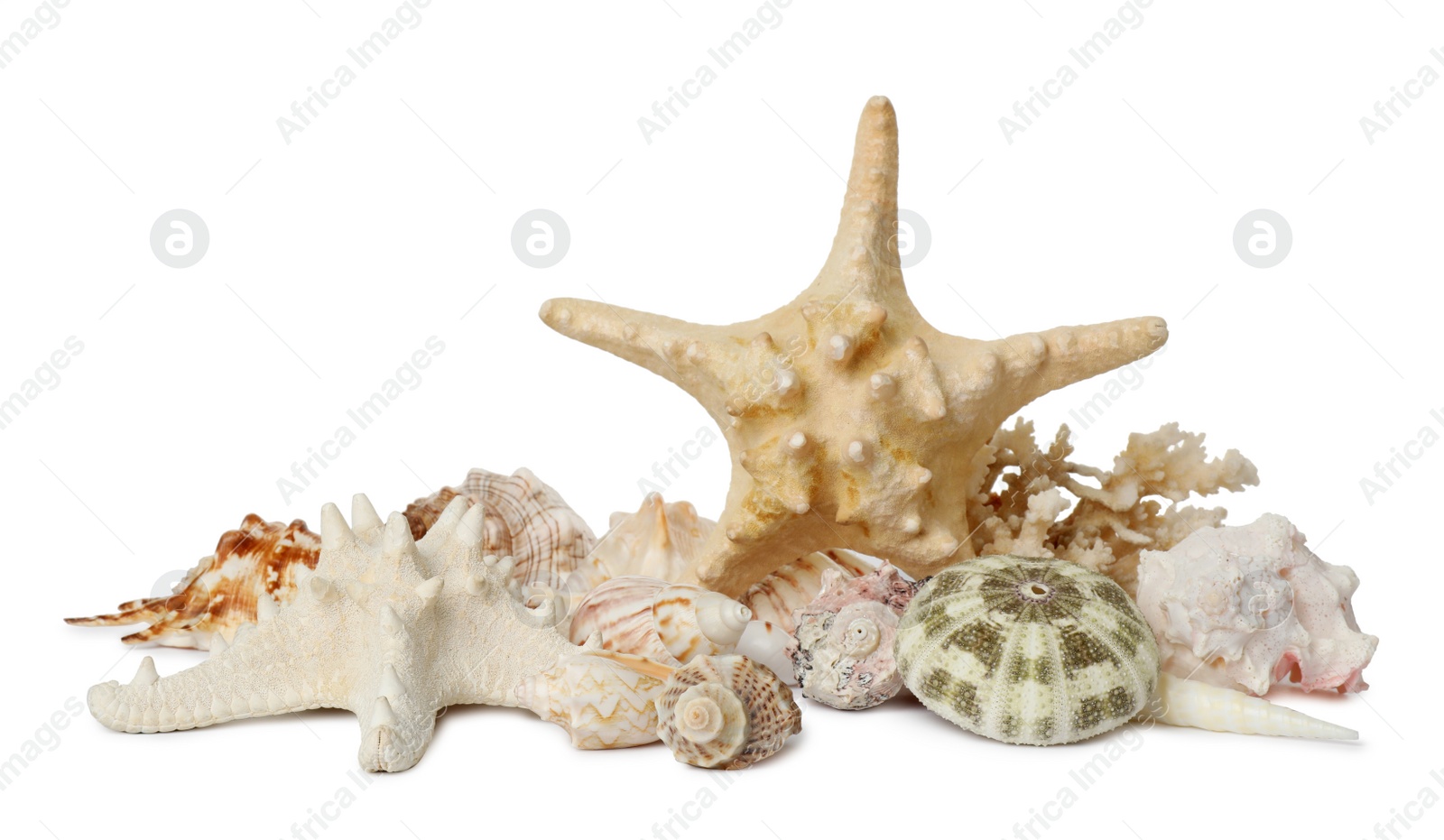 Photo of Beautiful starfish, coral and sea shells on white background