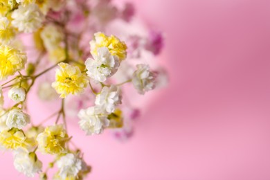 Photo of Beautiful dyed gypsophila flowers on pink background, closeup. Space for text