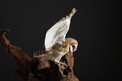 Beautiful common barn owl on tree against black background