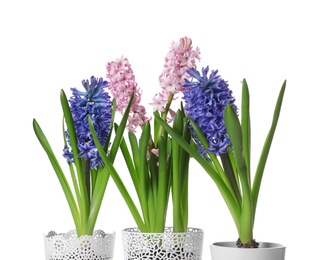 Photo of Beautiful spring hyacinth flowers isolated on white