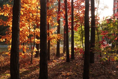 Picturesque view of forest with trees on sunny day. Autumn season